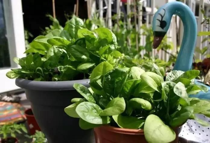 8种适合盆栽养护的蔬菜 新手也能种出新鲜的菜