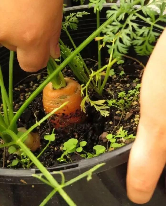 8种适合盆栽养护的蔬菜 新手也能种出新鲜的菜