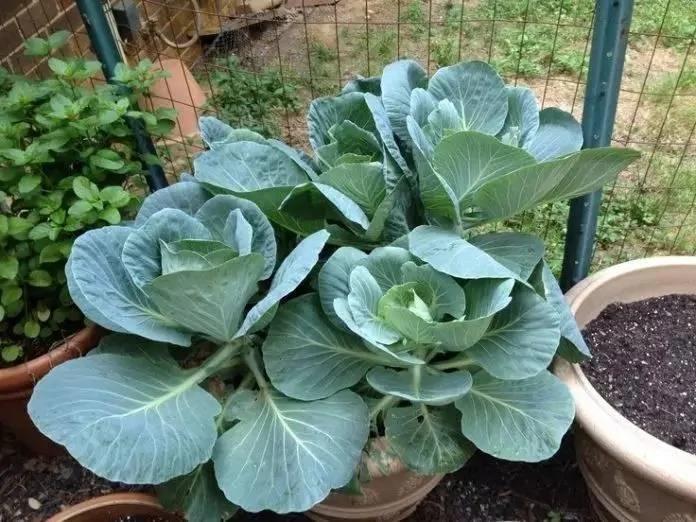 8种适合盆栽养护的蔬菜 新手也能种出新鲜的菜