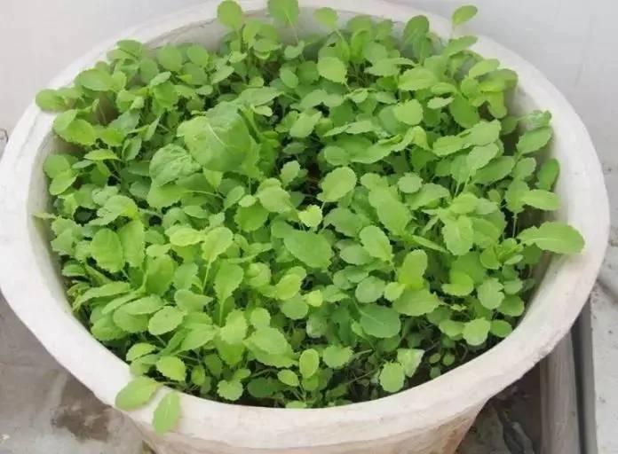 8种适合盆栽养护的蔬菜 新手也能种出新鲜的菜