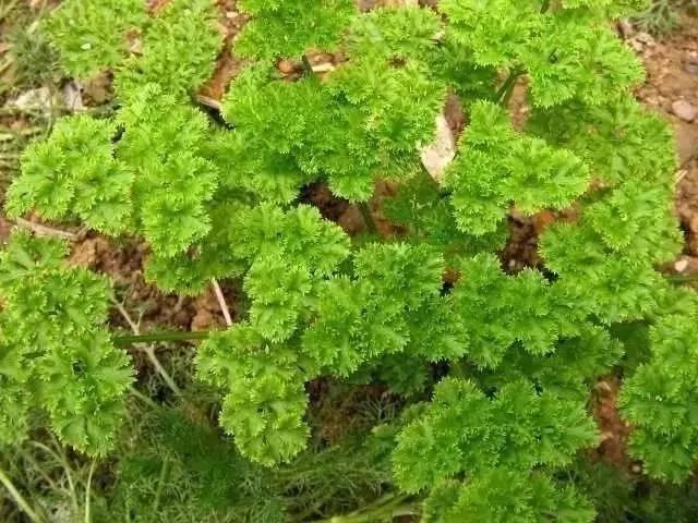 8种适合盆栽养护的蔬菜 新手也能种出新鲜的菜