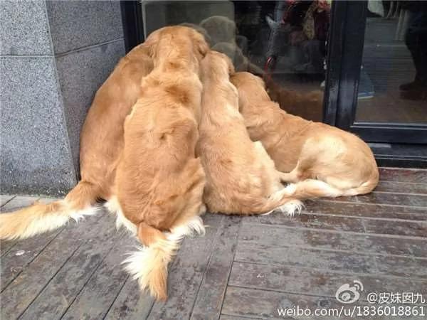 散步到一半…四只黄金猎犬忽然全部挤在橱窗前