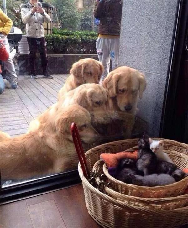 散步到一半…四只黄金猎犬忽然全部挤在橱窗前