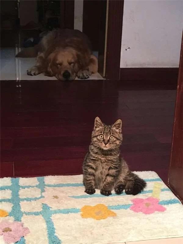 散步到一半…四只黄金猎犬忽然全部挤在橱窗前