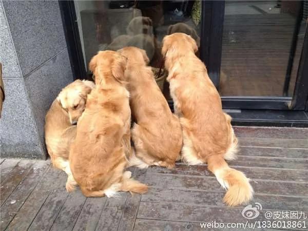 散步到一半…四只黄金猎犬忽然全部挤在橱窗前