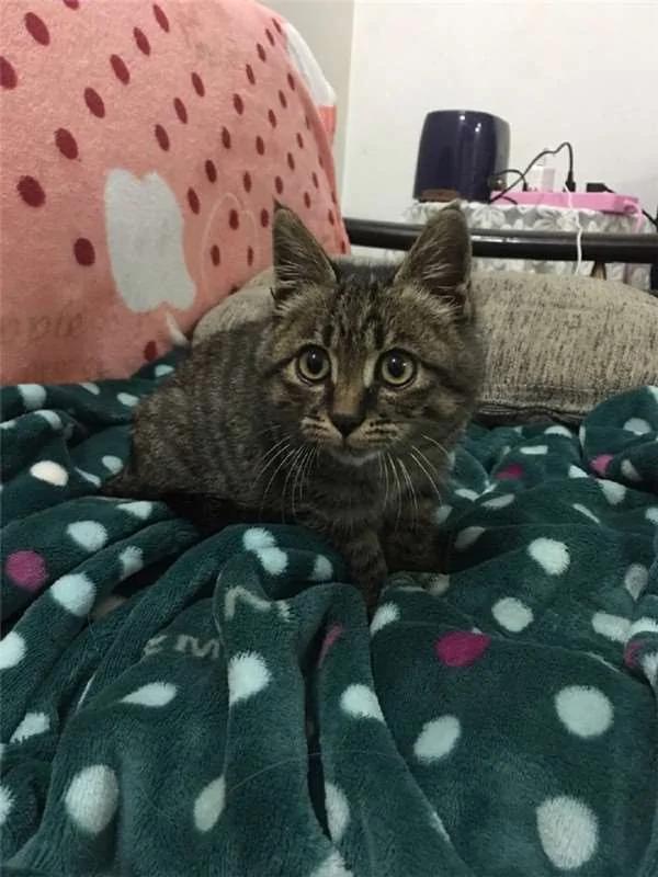 散步到一半…四只黄金猎犬忽然全部挤在橱窗前