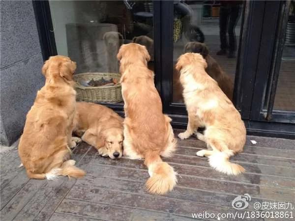 散步到一半…四只黄金猎犬忽然全部挤在橱窗前