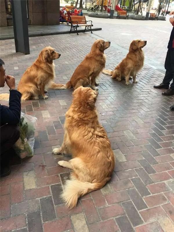 散步到一半…四只黄金猎犬忽然全部挤在橱窗前