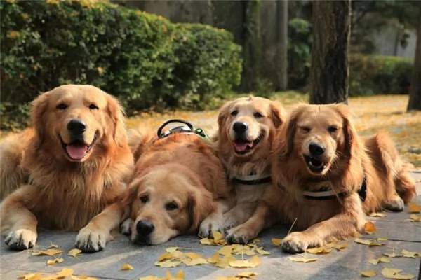 散步到一半…四只黄金猎犬忽然全部挤在橱窗前