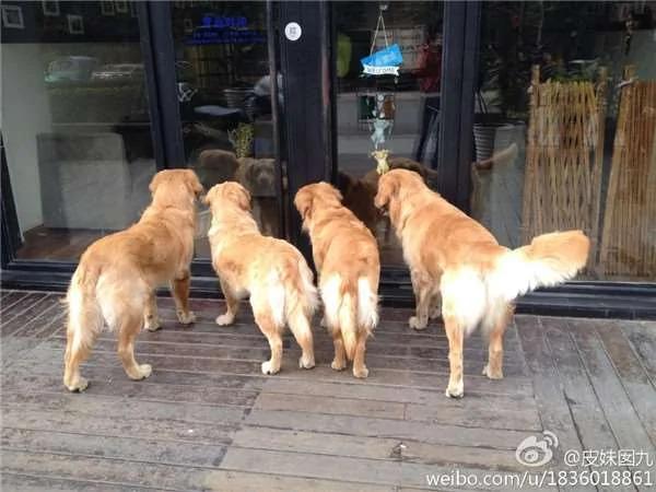 散步到一半…四只黄金猎犬忽然全部挤在橱窗前
