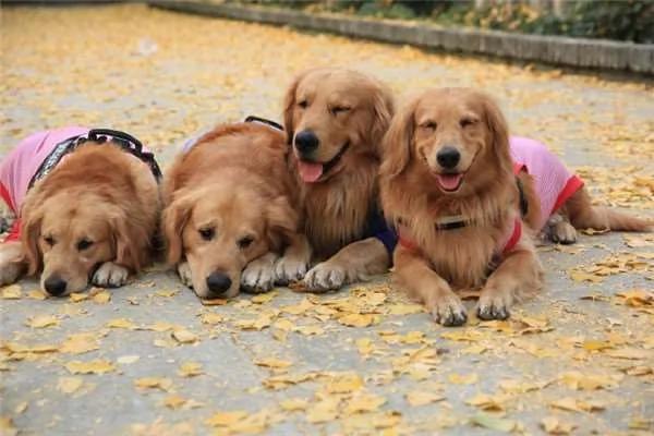 散步到一半…四只黄金猎犬忽然全部挤在橱窗前