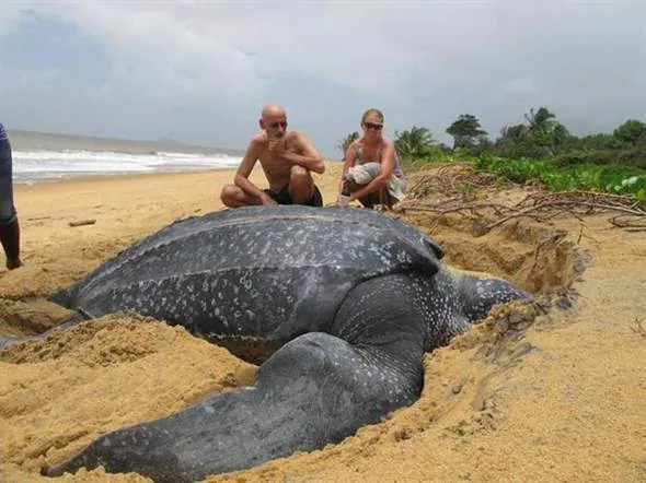 棱皮龜是世界上最大的海龜。