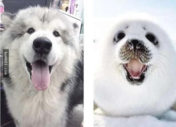 阿拉斯加雪橇犬主人“十八相送” 主人