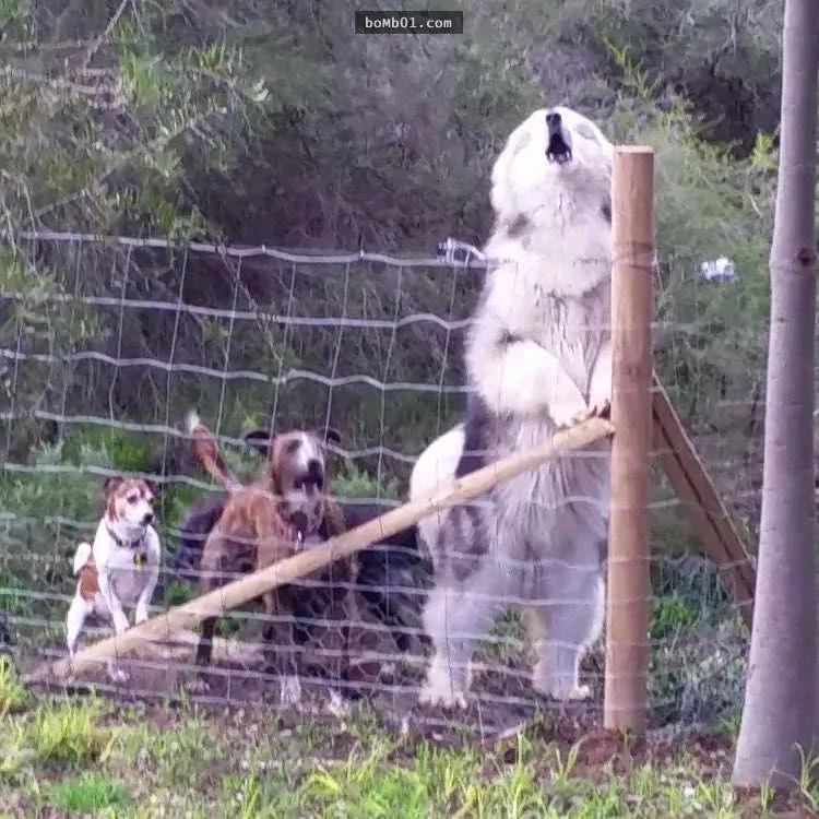 阿拉斯加雪橇犬主人“十八相送” 主人