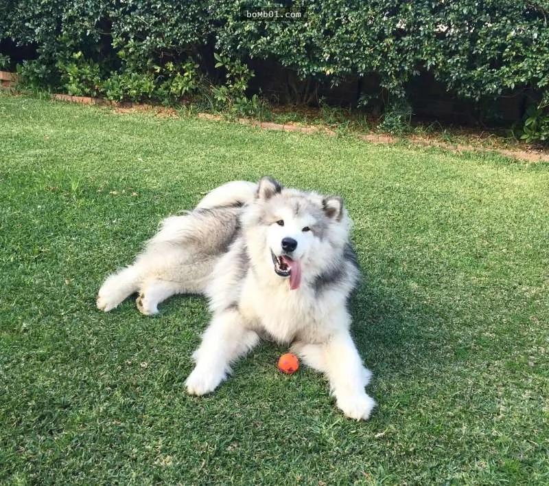 阿拉斯加雪橇犬主人“十八相送” 主人