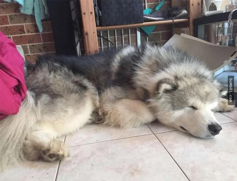 阿拉斯加雪橇犬主人“十八相送” 主人