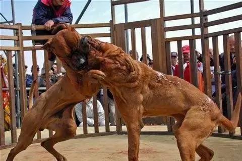 十大最凶猛的狗 排名第一的“连主人都会咬死”!太狠了!