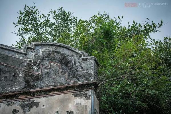 实拍:海南百年豪华古宅被榕树占领 成中国吴哥窟
