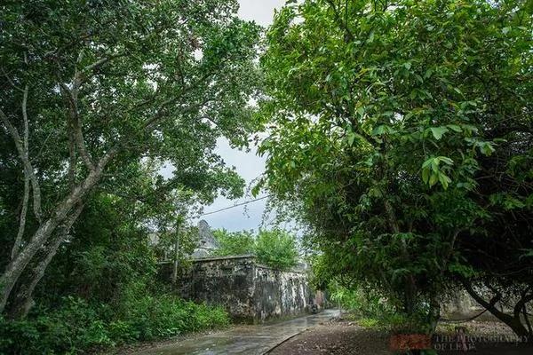 实拍:海南百年豪华古宅被榕树占领 成中国吴哥窟