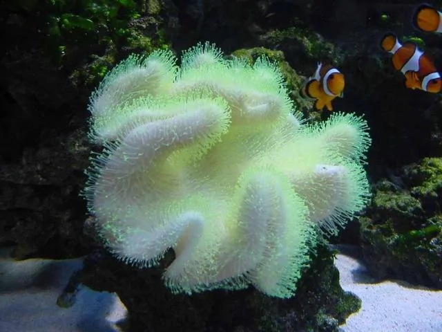 深海里有哪些好看的生物 奇妙世界 阿波羅新聞網