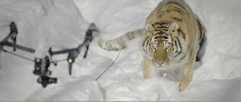 无人机拍摄雪地老虎 老虎好奇心满满一路追逐