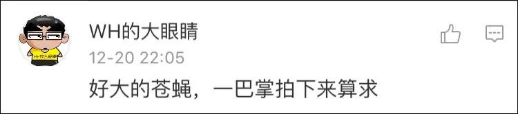 无人机拍摄雪地老虎 老虎好奇心满满一路追逐