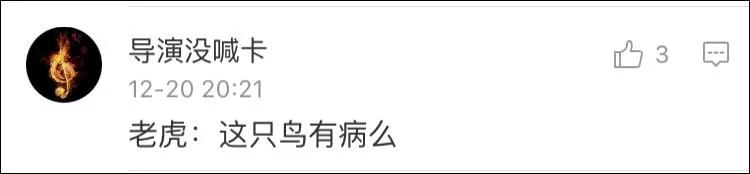 无人机拍摄雪地老虎 老虎好奇心满满一路追逐
