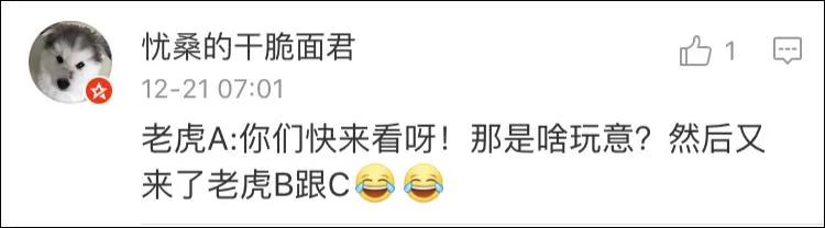 无人机拍摄雪地老虎 老虎好奇心满满一路追逐