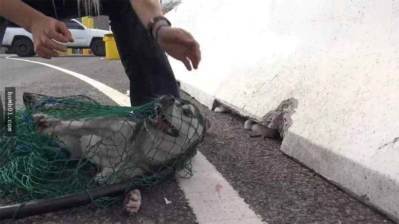 逃跑技术高超的流浪狗2年都没人能抓得到 直到最近成功网罗 牠的眼神…