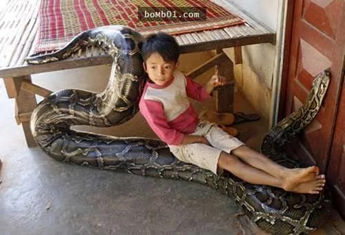 小男孩每晚跟这条巨蟒睡在一起11年了 他的母亲却提出一个忧虑