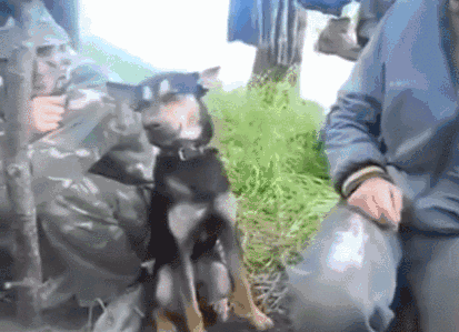 军犬强打精神硬撑 阿兵哥看到它东倒西歪的萌样…
