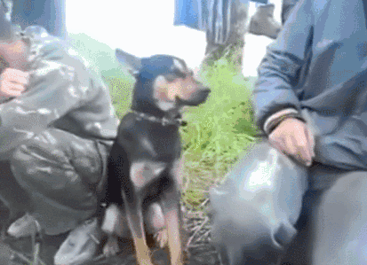 军犬强打精神硬撑 阿兵哥看到它东倒西歪的萌样…