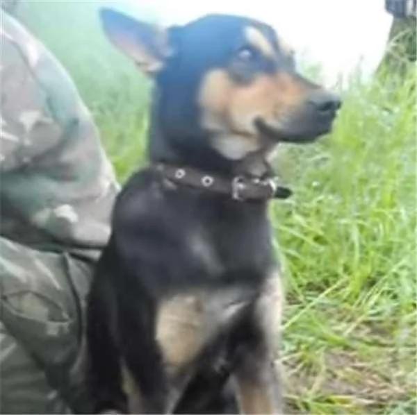 军犬强打精神硬撑 阿兵哥看到它东倒西歪的萌样…