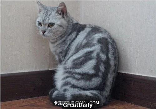 心血来潮用猫指纹做手机解锁结果… 网友:从头笑到尾
