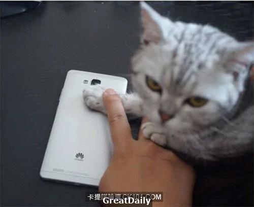 心血来潮用猫指纹做手机解锁结果… 网友:从头笑到尾