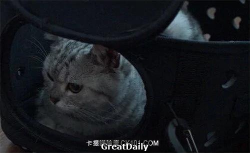心血来潮用猫指纹做手机解锁结果… 网友:从头笑到尾