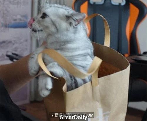 心血来潮用猫指纹做手机解锁结果… 网友:从头笑到尾