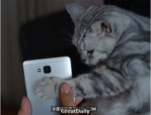 心血来潮用猫指纹做手机解锁结果… 网友:从头笑到尾