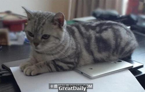 心血来潮用猫指纹做手机解锁结果… 网友:从头笑到尾