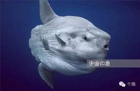 潜水觉得被跟踪 回头一看竟是超巨大海怪