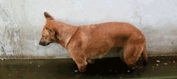 明明就困到不行 军犬却强打精神硬撑 一旁的阿兵哥笑翻了!