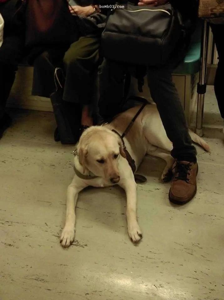 导盲犬在捷运上被踩到尾巴不敢吭声 它反应…