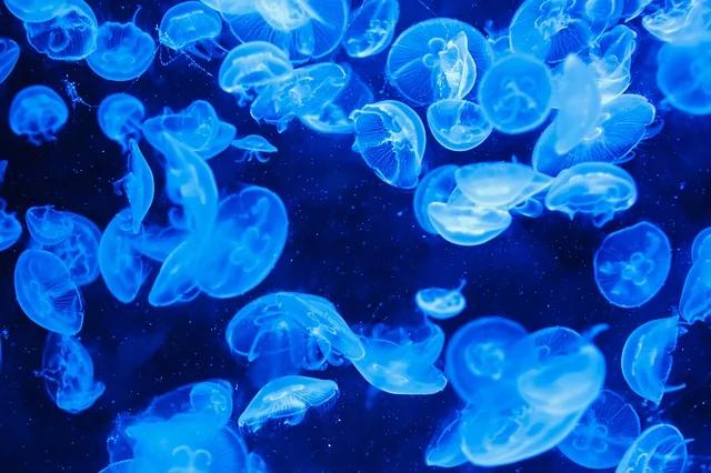 在海边遇到这些生物请远观 千万勿触碰!