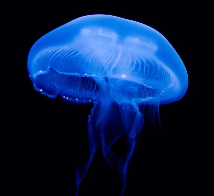 在海边遇到这些生物请远观 千万勿触碰!