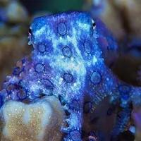 在海边遇到这些生物请远观 千万勿触碰!
