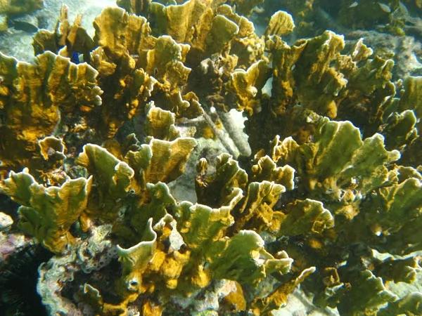在海边遇到这些生物请远观 千万勿触碰!