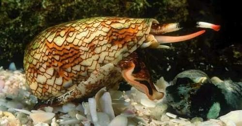 在海边遇到这些生物请远观 千万勿触碰!