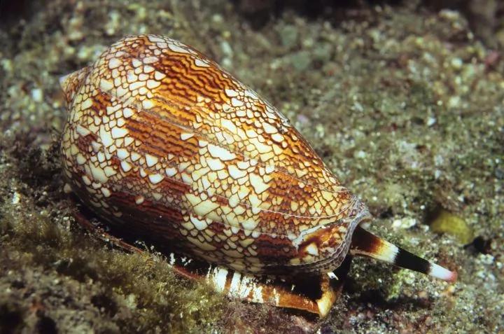 在海边遇到这些生物请远观 千万勿触碰!