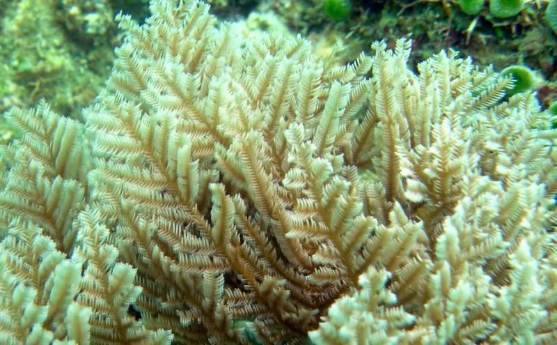 在海边遇到这些生物请远观 千万勿触碰!