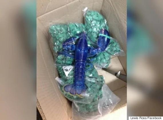 让全世界涨涨见识 加拿大还有这么丑的龙虾